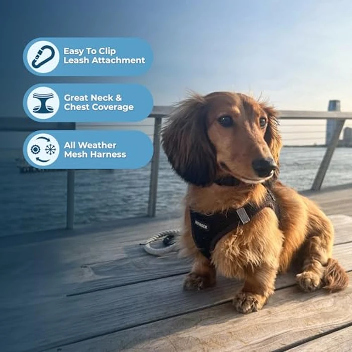 Best Pet Supplies Voyager Step-in Air All Weather Mesh Harness and Reflective Dog 5 ft Leash Combo with Neoprene Handle, for Small, Medium and Large Breed Puppies - Black, L by Best Pet Supplies - Image 5