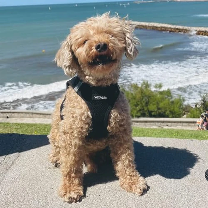 Best Pet Supplies Voyager Step-in Air All Weather Mesh Harness and Reflective Dog 5 ft Leash Combo with Neoprene Handle, for Small, Medium and Large Breed Puppies - Black, L by Best Pet Supplies - Image 8