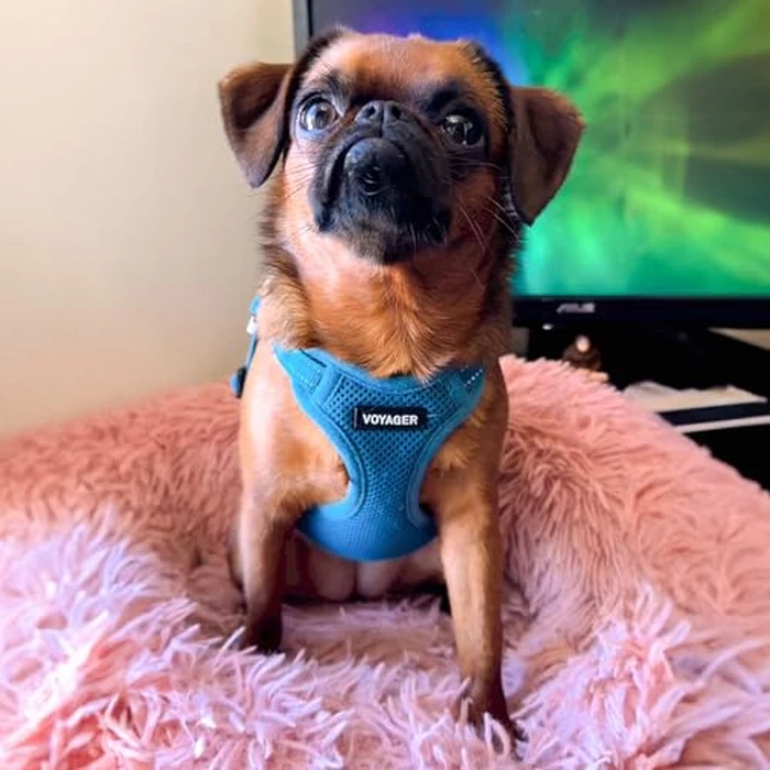 Best Pet Supplies Voyager, Fully Adjustable Step-in Mesh Harness with Reflective 3M Piping (Turquoise, Medium) by Best Pet Supplies - Image 8