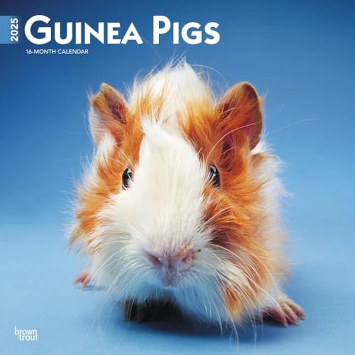 Guinea Pigs | 2025 12 x 24 Inch Monthly Square Wall Calendar | BrownTrout | Domestic Animals Small Pets by BrownTrout - Used - Very Good condition