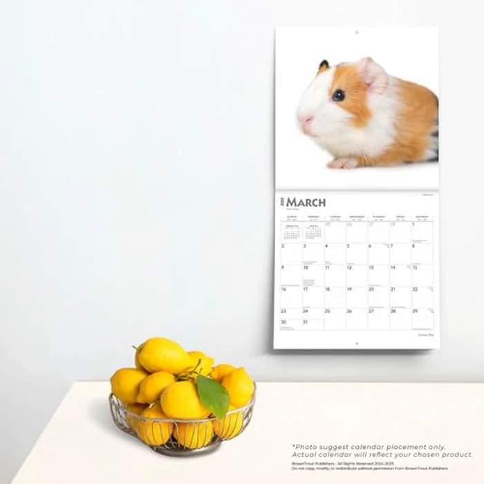 Guinea Pigs | 2025 12 x 24 Inch Monthly Square Wall Calendar | BrownTrout | Domestic Animals Small Pets by BrownTrout - Image 2