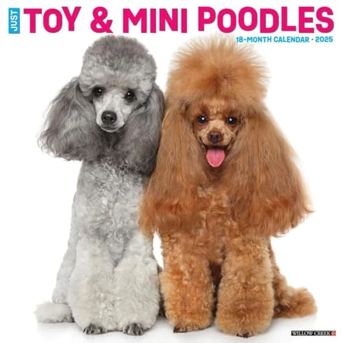 Just Toy & Miniature Poodles 2025 12" x 12" Wall Calendar by WILLOW CREEK - Used - Like New condition