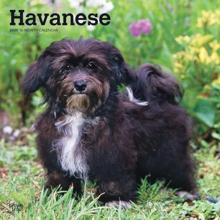 Havanese | 2025 12 x 24 Inch Monthly Square Wall Calendar | BrownTrout | Animals Dog Breeds by BrownTrout - Used - Like New condition