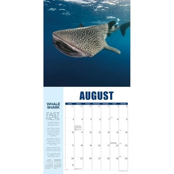Shark Year 2025 12" x 12" Wall Calendar by WILLOW CREEK - Image 3
