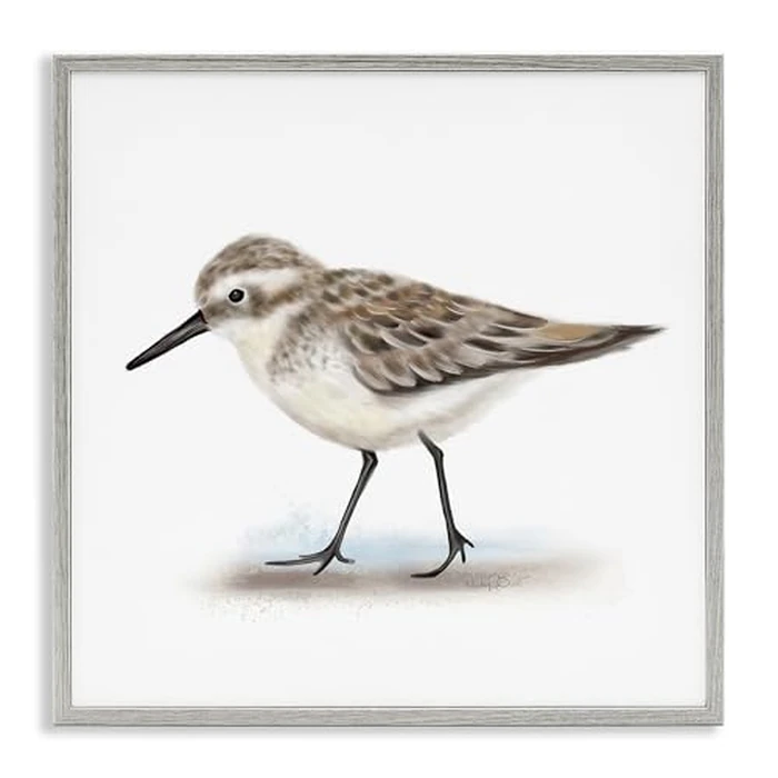 Stupell Industries 'Nautical Sandpiper Bird on Sand Speckled Feathers', Framed Giclee Art, Gray, 17 x 17 Inches, Easy to Hang and Sturdy, Made in USA, by Studio Q by Stupell Industries - Used - Very Good condition - US$8.21