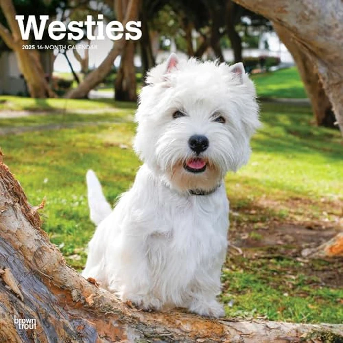 West Highland White Terriers | 2025 12 x 24 Inch Monthly Square Wall Calendar | BrownTrout | Animals Dog Breeds Puppies by BrownTrout - Used - Very Good condition - CA$4.54