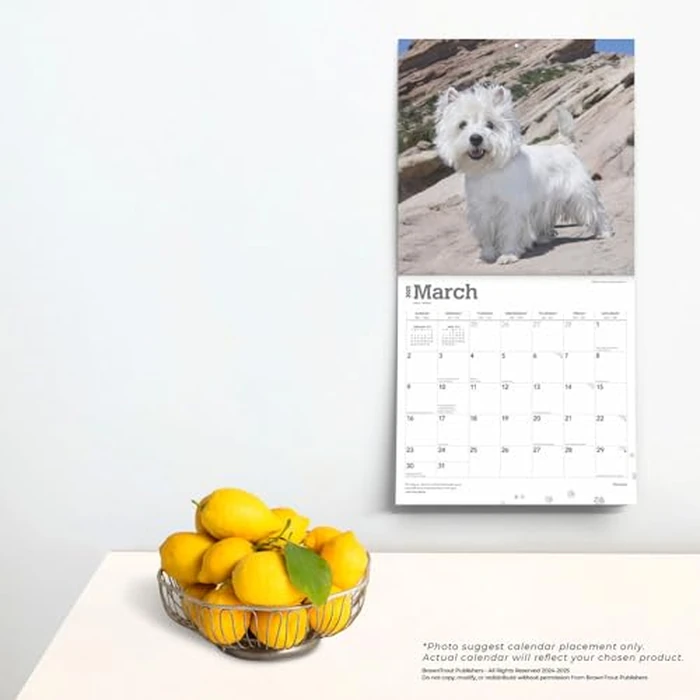 West Highland White Terriers | 2025 12 x 24 Inch Monthly Square Wall Calendar | BrownTrout | Animals Dog Breeds Puppies by BrownTrout - Image 2