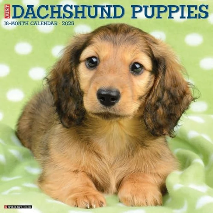 Just Dachshund Puppies 2025 12" x 12" Wall Calendar by WILLOW CREEK - Used - Like New condition