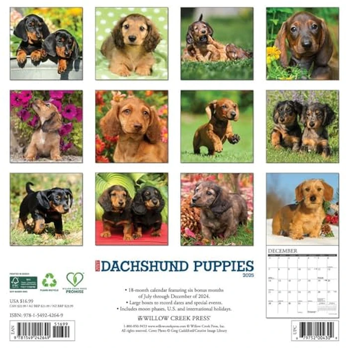 Just Dachshund Puppies 2025 12" x 12" Wall Calendar by WILLOW CREEK - Image 2