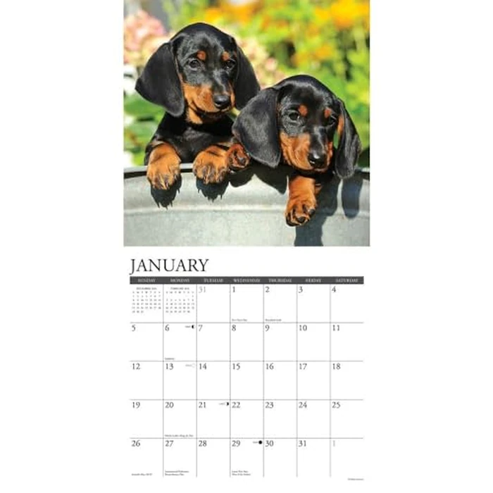 Just Dachshund Puppies 2025 12" x 12" Wall Calendar by WILLOW CREEK - Image 3