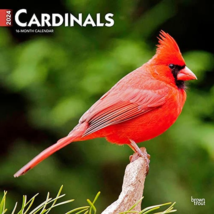 Cardinals | 2024 12 x 24 Inch Monthly Square Wall Calendar | BrownTrout | Animals Wildlife Red Birds by BrownTrout - Used - Very Good condition - CA$6.29