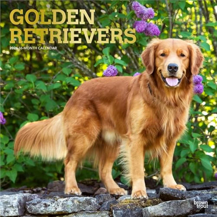 Golden Retrievers | 2026 12 x 24 Inch (Hanging) Monthly Square Wall Calendar | Foil Stamped Cover | BrownTrout | Animals Dog Breeds Retriever by BrownTrout - Image 2