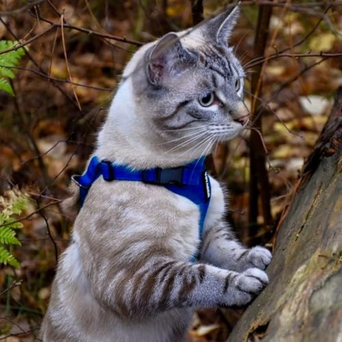 Best Pet Supplies Voyager Step-in Lock Pet Harness w Reflective Pet Leash Combo Set with Neoprene Handle 5ft - Supports Small, Medium and Large Breed Puppies/Cats - Royal Blue Set, L by Best Pet Supplies - Image 7