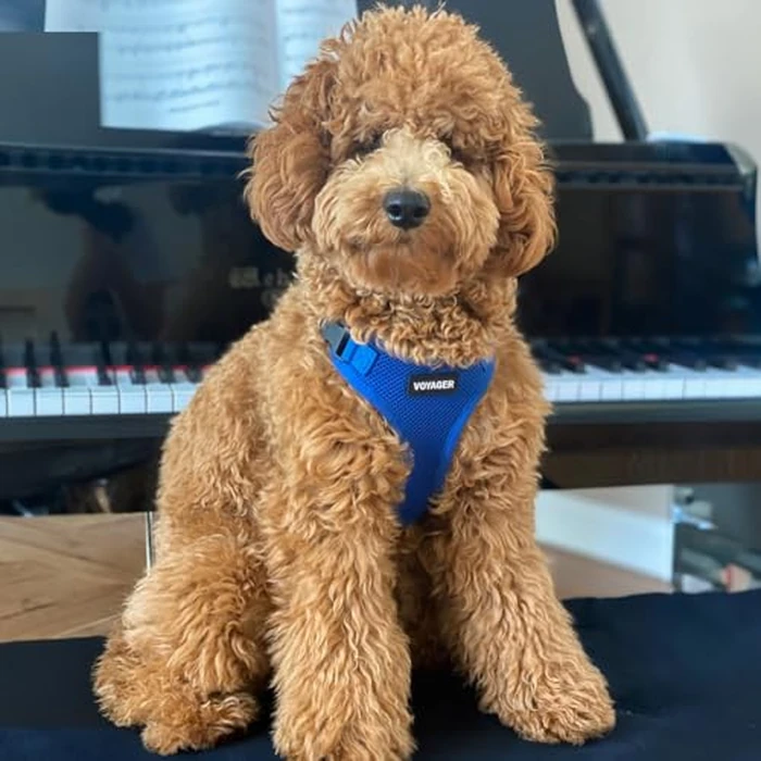 Best Pet Supplies Voyager Step-in Lock Pet Harness w Reflective Pet Leash Combo Set with Neoprene Handle 5ft - Supports Small, Medium and Large Breed Puppies/Cats - Royal Blue Set, L by Best Pet Supplies - Image 8