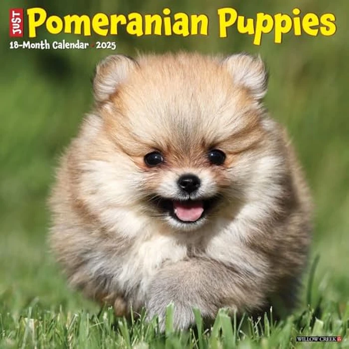 Just Pomeranian Puppies 2025 12" x 12" Wall Calendar by WILLOW CREEK - Image 1