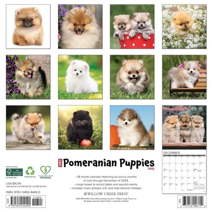 Just Pomeranian Puppies 2025 12" x 12" Wall Calendar by WILLOW CREEK - Image 3