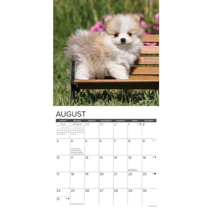 Just Pomeranian Puppies 2025 12" x 12" Wall Calendar by WILLOW CREEK - Image 4