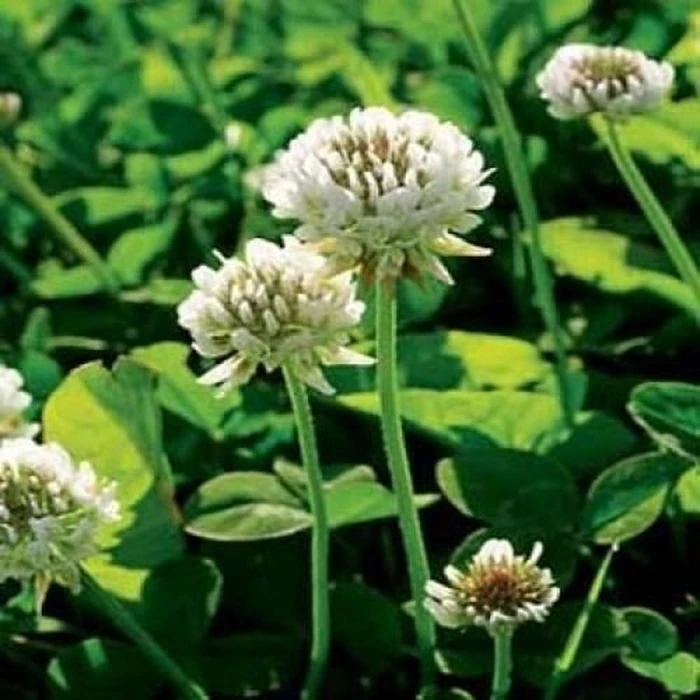 Outsidepride Perennial White Dutch Clover Seed - 2 lbs. Nitrocoated, Inoculated Clover Seeds for Lawn Alternative, Erosion Control, Food Plots, Ground Cover, & Pasture Mixtures in USDA Zones 3-10 by Outsidepride - Used - Like New condition