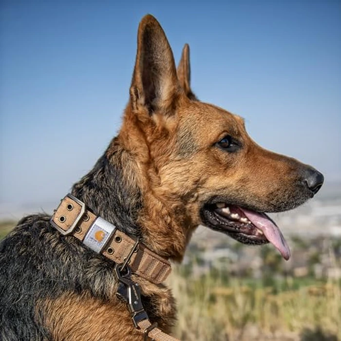 Carhartt Pet Fully Adjustable Wide Webbing Collar for Dogs, Heavy Duty Nylon for Walking & Training, Carhartt Brown, Large by Carhartt - Image 6
