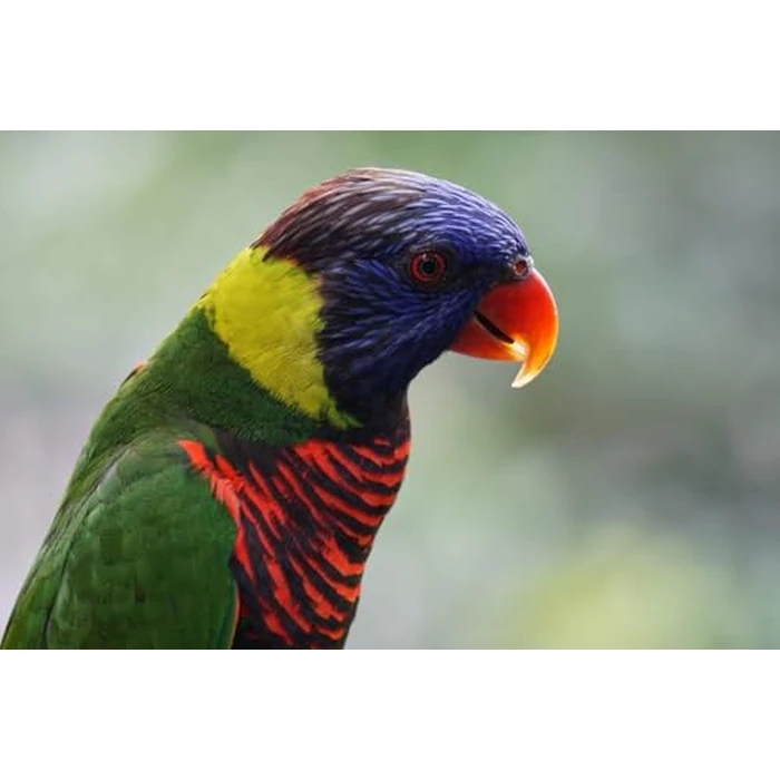 Sony E 55-210mm F4.5-6.3 Lens for Sony E-Mount Cameras (Black) (SEL55210/B), Telephoto by Sony - Image 4