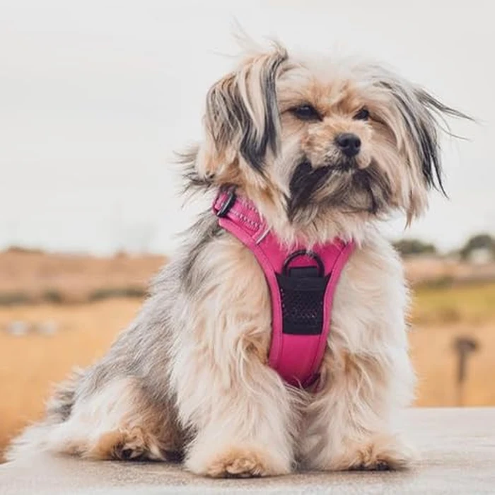 Best Pet Supplies Voyager Dog Harness Dual Leash Attachment No-Pull Control Adjustable Soft but Strong Pet Harness for Medium and Large Dogs with 3M Reflective Technology - Fuchsia, L (Chest: 25 - 30"), 211-FU-L by Best Pet Supplies - Image 8