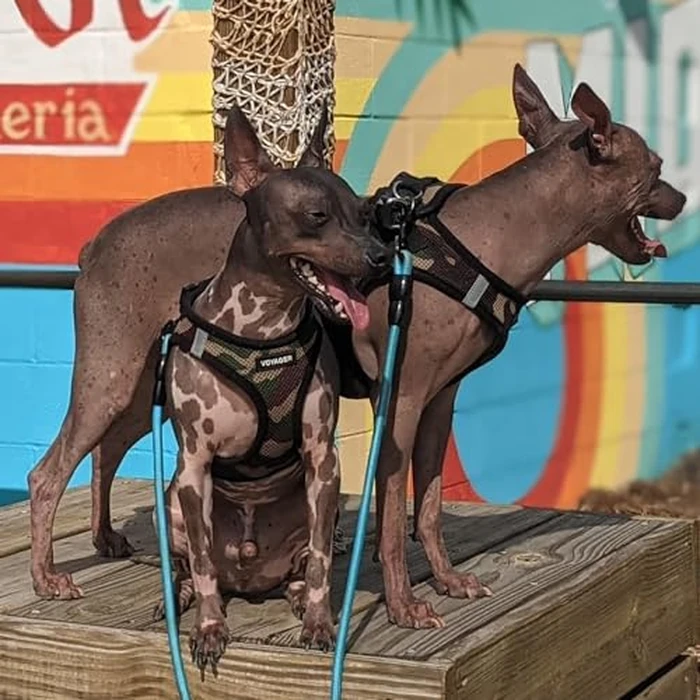 Best Pet Supplies Voyager Step-in Air Harness - All Weather Mesh, Reflective, No Pull Harness for Dogs, Cats - Secure with Hook & Loop Fastener, Buckle, Double D-Rings - Army/Black Trim, M by Best Pet Supplies - Image 6