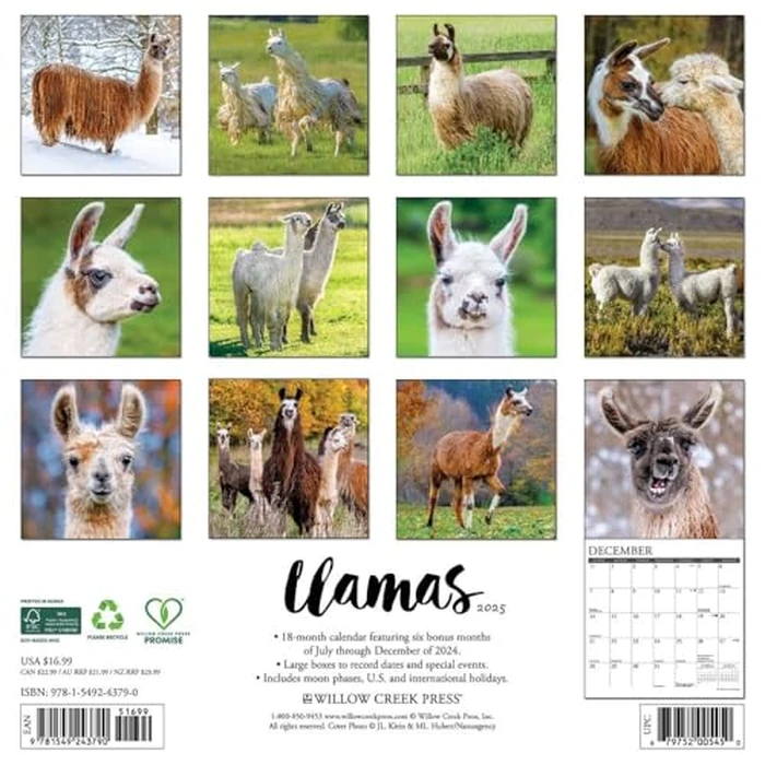Llamas 2025 12" x 12" Wall Calendar by WILLOW CREEK - Image 3