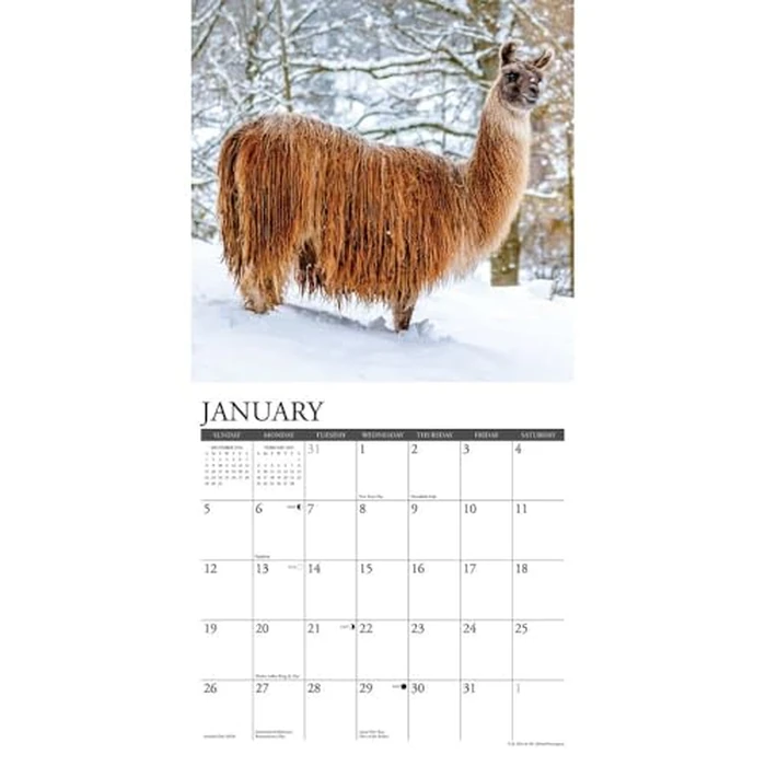 Llamas 2025 12" x 12" Wall Calendar by WILLOW CREEK - Image 4