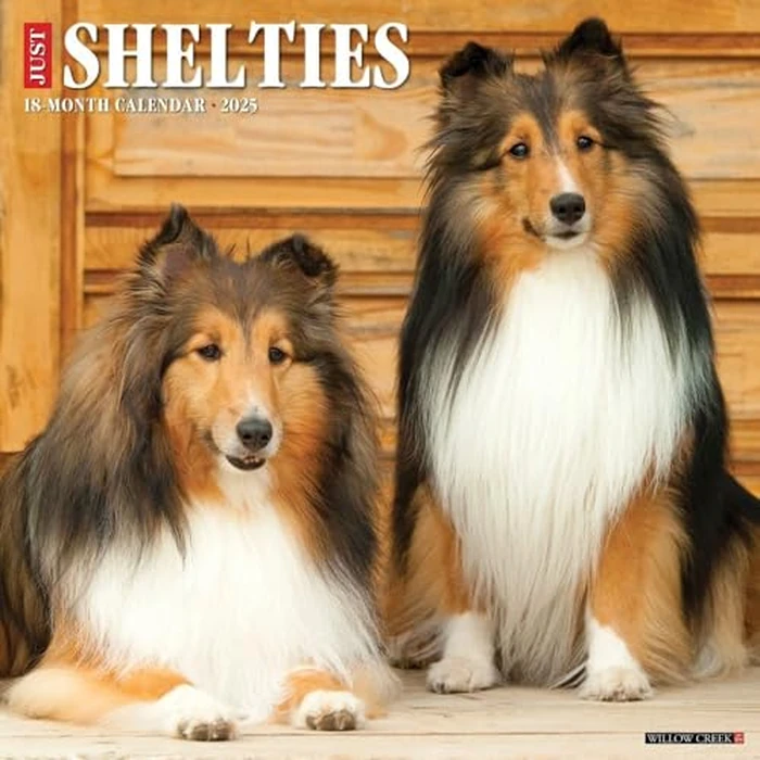 Just Shelties 2025 12" x 12" Wall Calendar by WILLOW CREEK - Used - Like New condition - CA$15.33